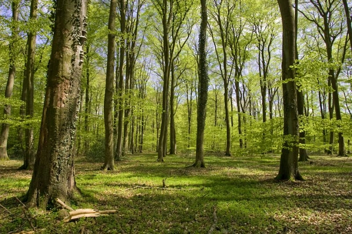 Frühjahrsaspekt im Natura-2000-Gebiet Braken Frühjahrsaspekt im Natura-2000-Gebiet Braken