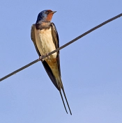Rauchschwalbe&nbsp;&copy;&nbsp;Schaffhäuser